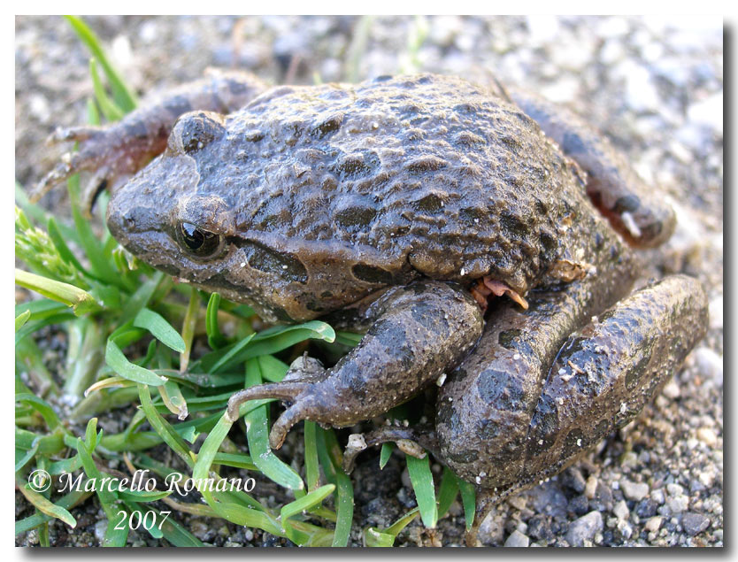 Incontro con il discoglosso dipinto (Discoglossus pictus)